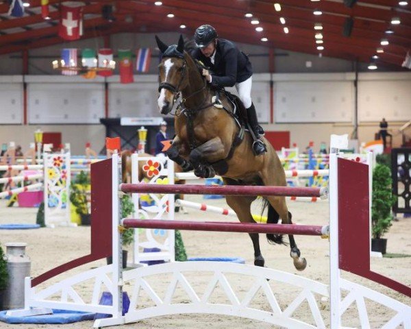 Springpferd L'Esprit Hero Z (Zangersheide Reitpferd, 2011, von Lexicon)