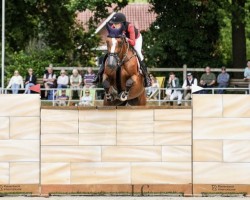 Cavallo da salto Shqely (Warmblut Slovacco, 2014, di Induparts Guidam Sohn)