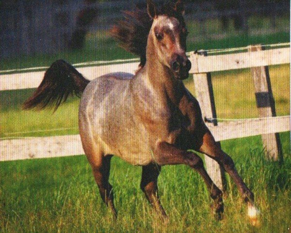 horse Kara Mia CF ox (Arabian purebred, 2009, from Jenisseij ox)