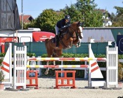 Fattrice PBM Balou's Girl (Württemberger, 2013, di Balou du Rouet)