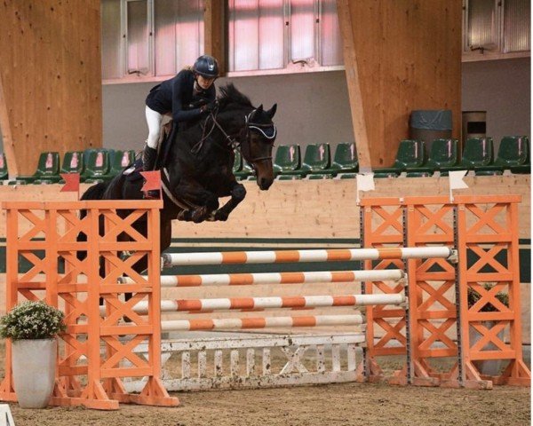jumper Bella Mariposa (Czech Warmblood, 2012, from Drosselklang II)