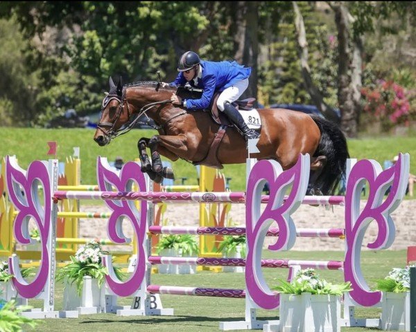 Springpferd Montreal GBL (KWPN (Niederländisches Warmblut), 2017, von Toulon)