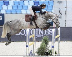jumper Pele vd Bisschop (Belgian Warmblood, 2015, from Galisco van Paemel)