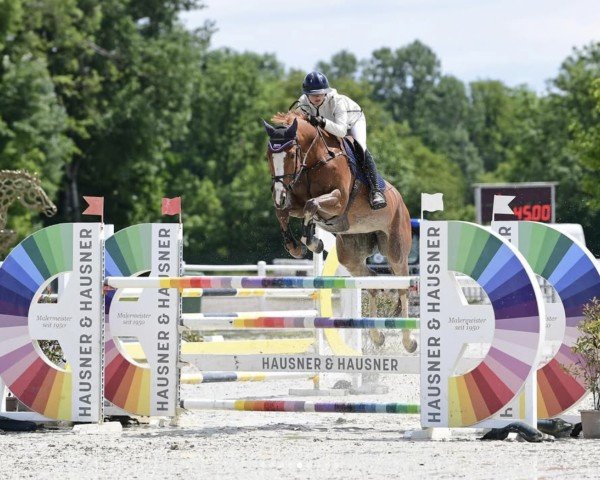 jumper Majareedom (KWPN (Royal Dutch Sporthorse), 2017, from Arezzo)