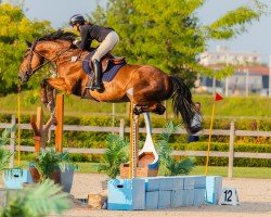 jumper Redoutable Kintos Z (Belgian Warmblood, 2018, from Romanov)