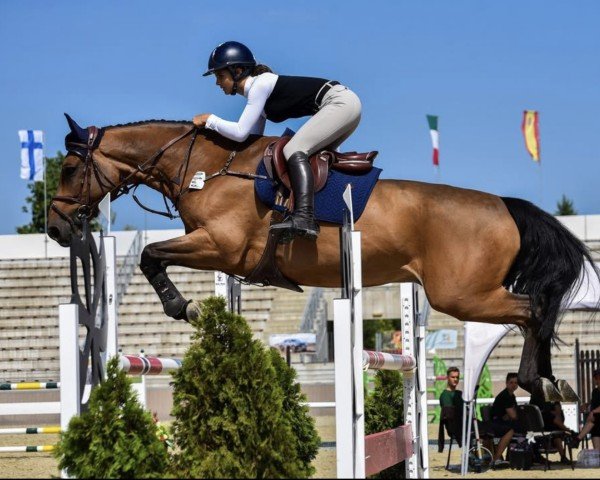jumper Adio (Czech Warmblood, 2014, from Quintero's Cassiny)