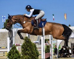 Cavallo da salto Adio (Cavallo da Sella Ceco, 2014, di Quintero's Cassiny)