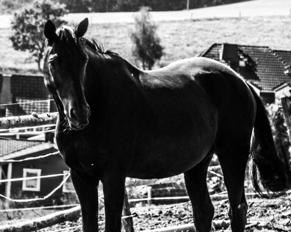 horse Hidalgo (Hanoverian, 2006, from Hohenstein I)