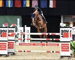 Cavallo da salto Cador Rubin (Hannoveriano, 2013, di Cador 5)