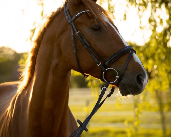 horse Flash Friendly (Hanoverian, 2015, from Tannenhof's Fahrenheit)