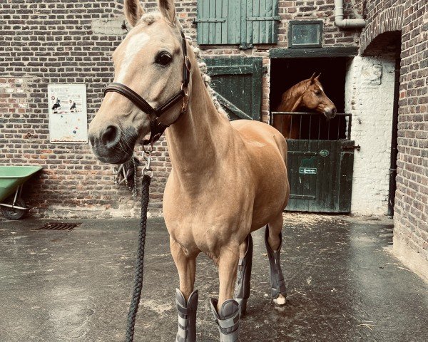 dressage horse Golden Power Boy (German Riding Pony, 2007, from FS Golden Moonlight)