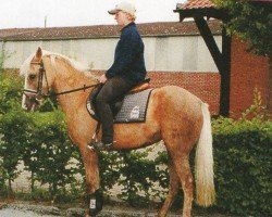 Cheval de dressage Suleika 280 (Poney de Selle Allemand, 1995, de Silverado)