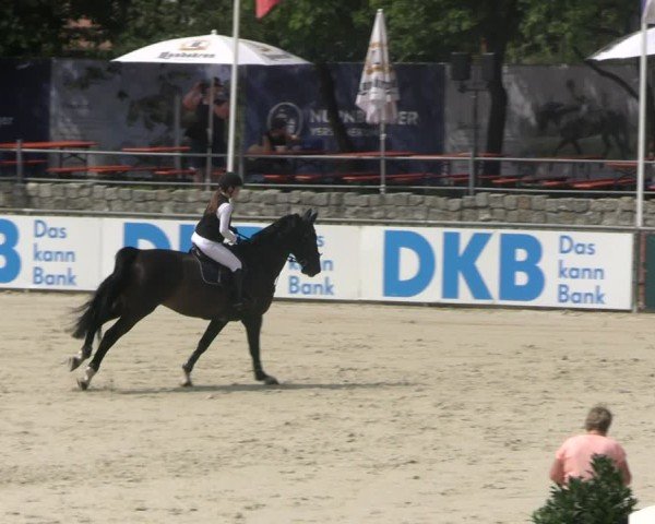 Reitturnier Görlitz 2025