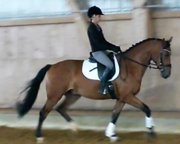 horse Wallach v. Johnson (Oldenburg, 2013, from Glock's Johnson Tn)
