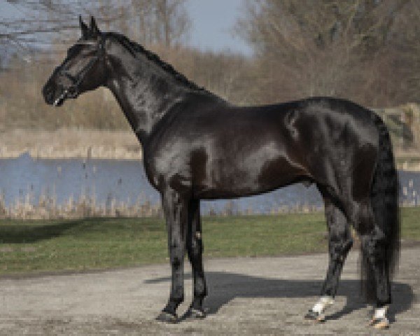 stallion Dantes Specter (Oldenburg, 2015, from Dante Weltino Old)