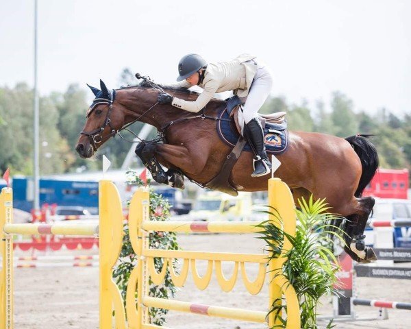 Cavallo da salto Dolanda (KWPN (Warmblood olandese), 2008, di Canturano I)