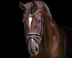 dressage horse Danzarino 4 (Hanoverian, 2018, from Sir Donnerhall I)