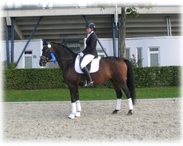 broodmare Saalezee (Arab half breed / Partbred, 2009, from Glanzruf)