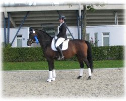 broodmare Saalezee (Trakehner, 2009, from Glanzruf)