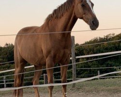 jumper Camp 3 (German Riding Pony, 2007, from Chamberlain)