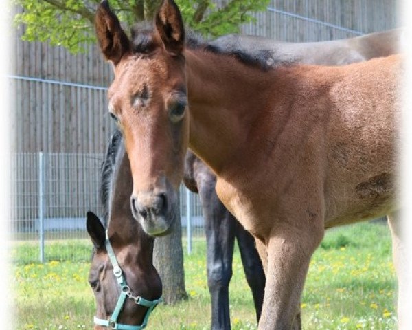 horse Voiletta Z (Trakehner, 2020, from Voltaire 88)