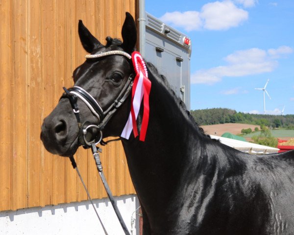 dressage horse Bessito (Hanoverian, 2016, from Belantis)