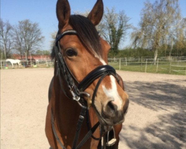 Dressurpferd Alina (Deutsches Reitpony, 2012, von Aramis N)