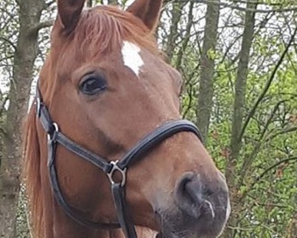 broodmare Qesse Biene (Westphalian, 2013, from Quattro B)