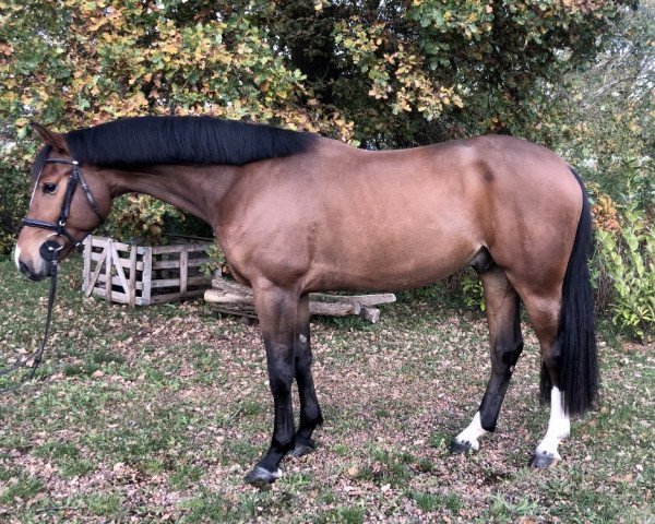 Springpferd Prince Plotty (Hannoveraner, 2017, von Plot Blue)