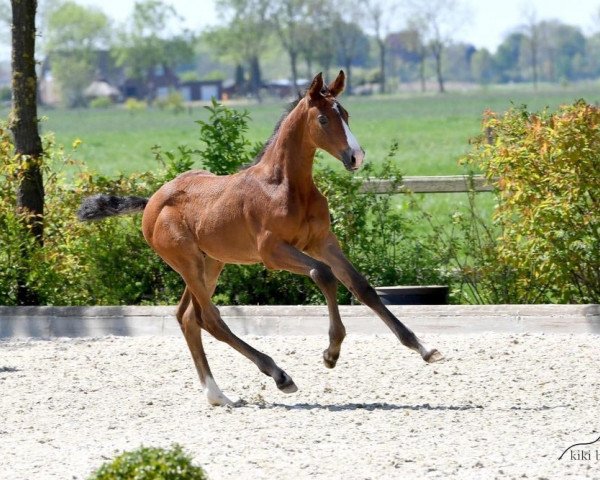 Pferd Cassiro vHM (Oldenburger Springpferd, 2020, von Casino Berlin OLD)