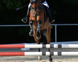 Springpferd New Star 11 (Deutsches Reitpony, 2015, von Nature Boy)