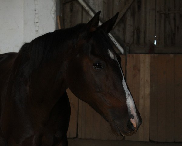 dressage horse Gratia (German Warmblood, 2006, from Drakdream) dressage horse Gratia (German Warmblood, 2006, from Drakdream)