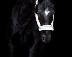 Dressurpferd Total Temptation TH (Oldenburger, 2019, von Total Hope OLD)