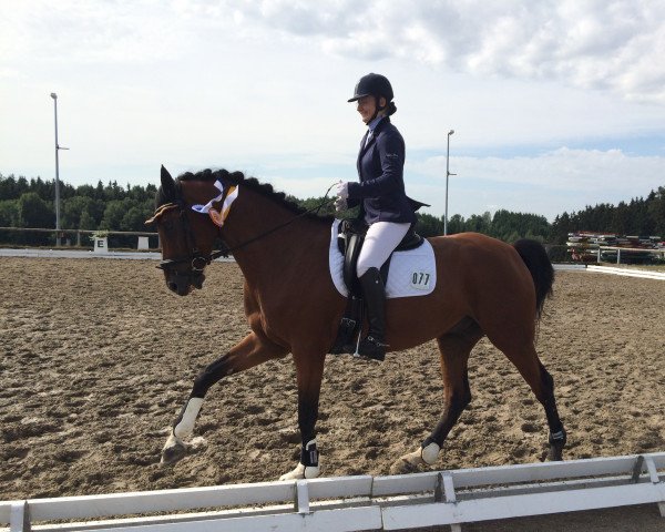 dressage horse Copperfield K (Württemberger, 2010, from Cerdic)