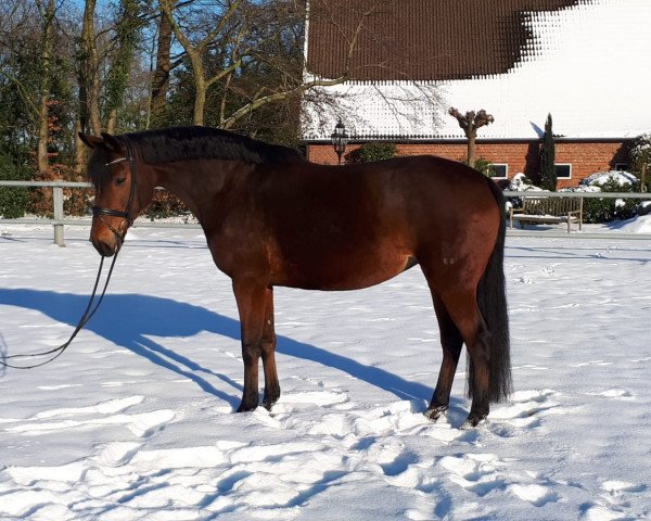 Zuchtstute Cheyenne (Oldenburger, 2012, von Florencio I)