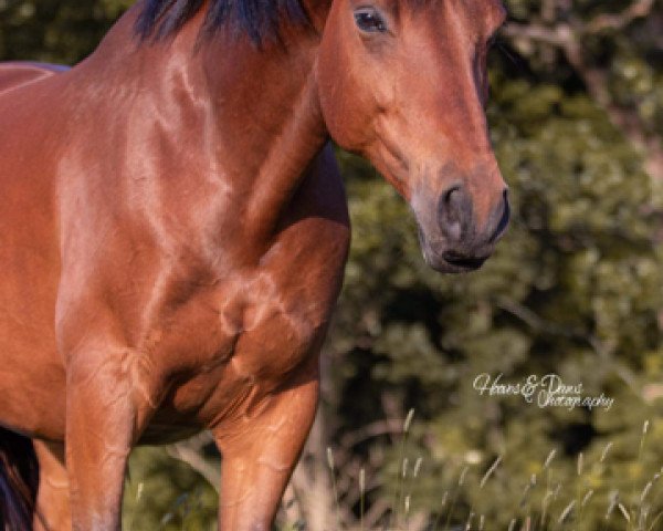 Pferd Manny (Trakehner, 2012, von Münchhausen)