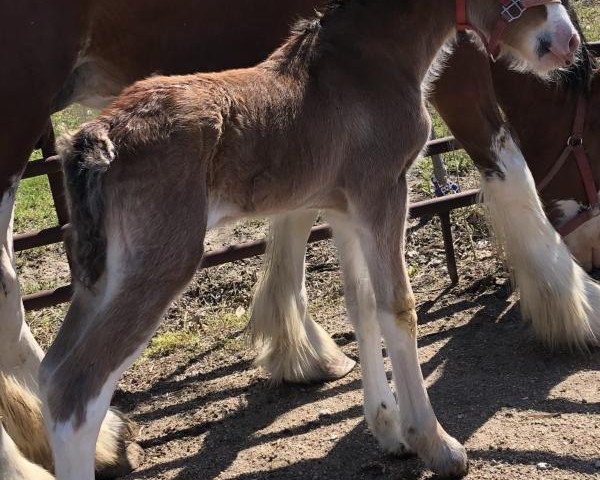 horse Unlimited Bonny Lass (Clydesdale, 2019, from H.M.H. Rockin Bentley)
