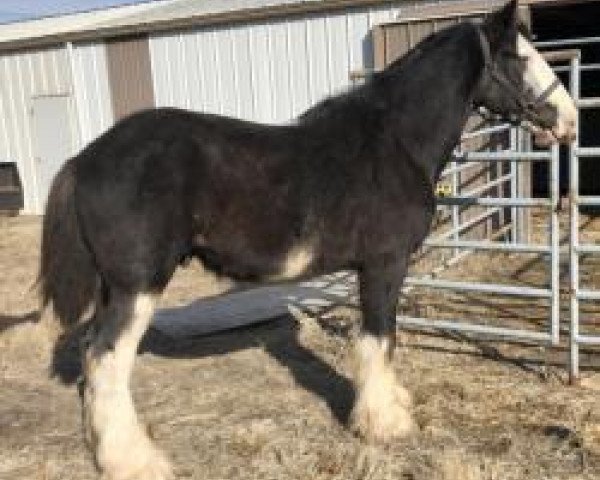 Pferd Unlimited Black Chrome (Clydesdale, 2016, von Y Knaught Laird Andrew) Pferd Unlimited Black Chrome (Clydesdale, 2016, von Y Knaught Laird Andrew)