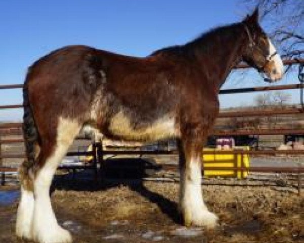 horse Unlimited Awesome (Clydesdale, 2016, from H.M.H. Rockin Bentley)