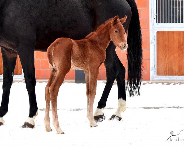 broodmare For my Dreams (Oldenburg, 2021, from Bellany)