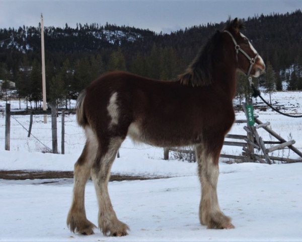 horse U Lazy V Prospect's Royal Aristocrat (Clydesdale, 2019, from Westerdale Prospect)