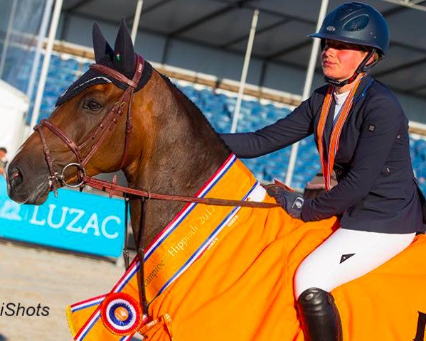 jumper Caretino (KWPN (Royal Dutch Sporthorse), 2007, from Singulord Joter)