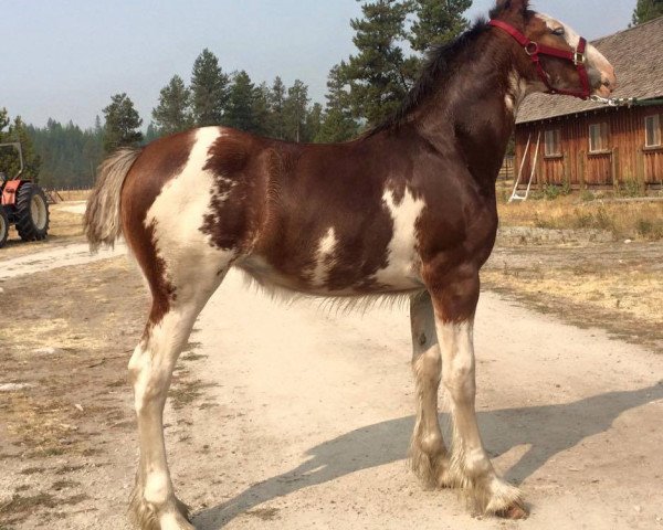 horse U Lazy V Prospect's Liberty (Clydesdale, 2017, from Westerdale Prospect)