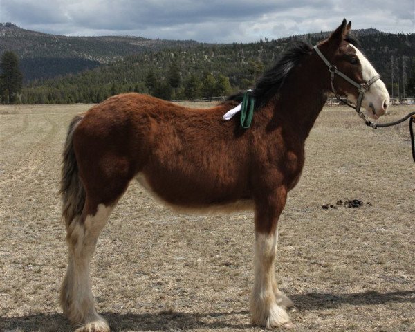 horse U Lazy V Prospect's Hope (Clydesdale, 2019, from Westerdale Prospect)
