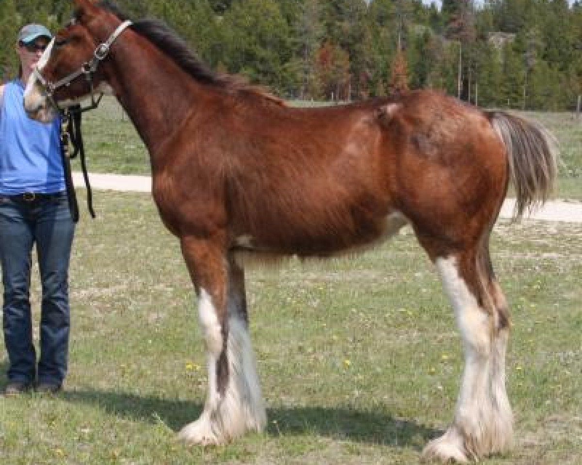 horse U Lazy V Prospect's Election (Clydesdale, 2018, from Westerdale Prospect)