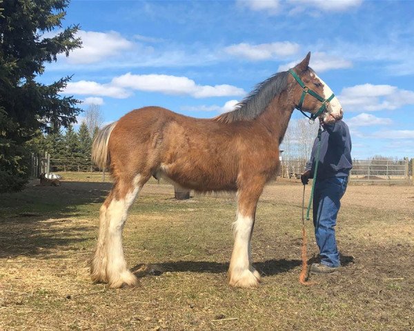 horse U Lazy V Kodak's Kodachrome (Clydesdale, 2018, from Cypress Creek Prince's Kodak Moment)