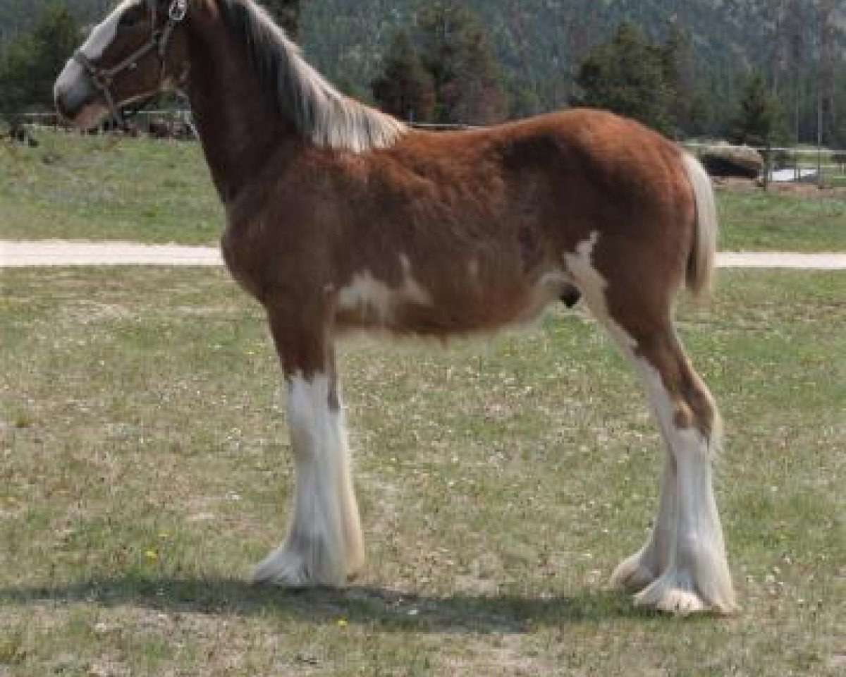 Koń U Lazy V Kodak's Flash (Clydesdale, 2018, od Cypress Creek Prince's Kodak Moment)