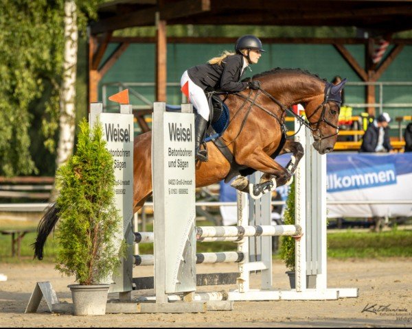 jumper Quincy (Holsteiner, 2017, from Quintago VA)