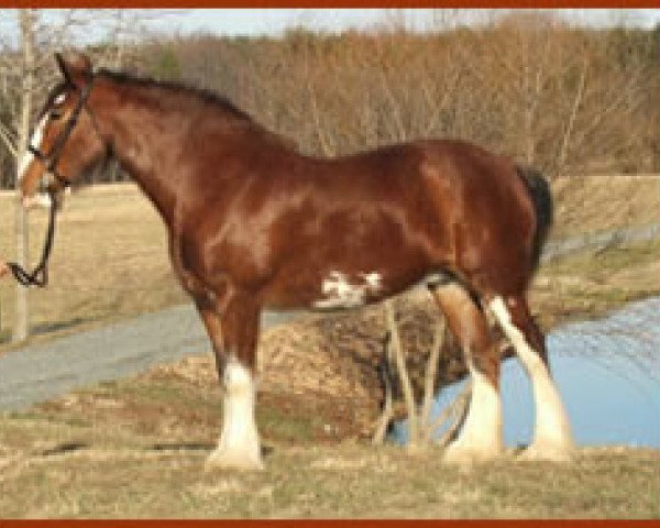 broodmare Trojan Dorothy Bre (Clydesdale, 1997, from Inspector Floss)