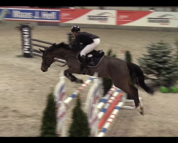 Springpferd So Stunning (Holsteiner, 2015, von Stanfour 4)
